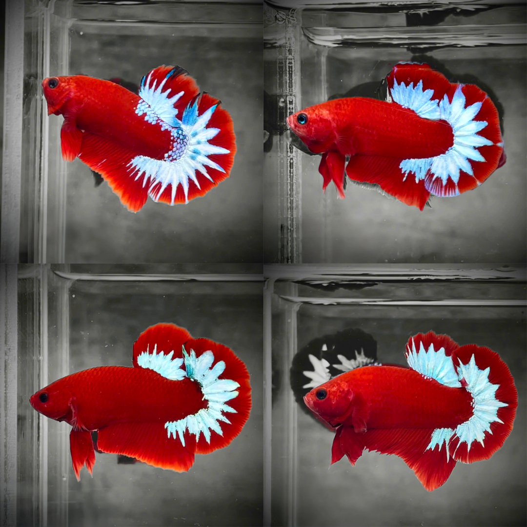 Red Fancy Hellboy White Star Tail Plakat Male Betta Fish | Mystery Betta