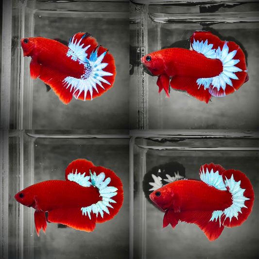 Red Fancy Hellboy White Star Tail Plakat Male Betta Fish | Mystery Betta