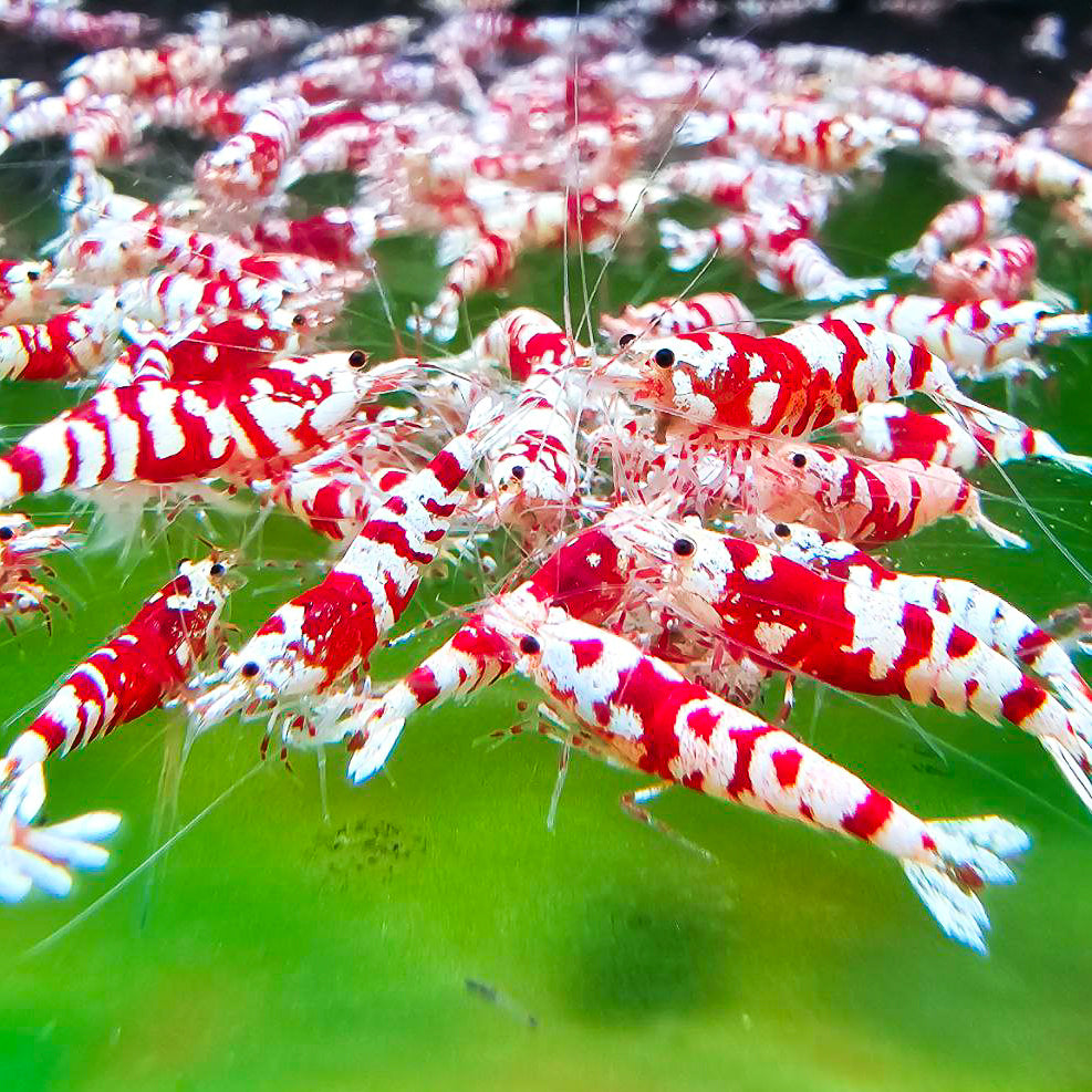 Shop Premium Caridina Shrimp for Sale | Betta USA Aquatic