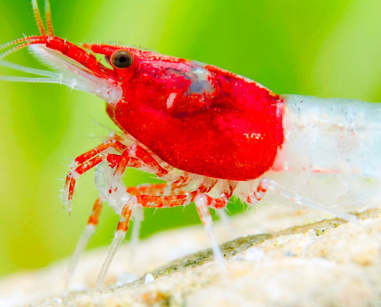 Red Head Rili Neocaridina Shrimp