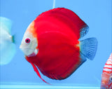 Red Melon Discus Fish