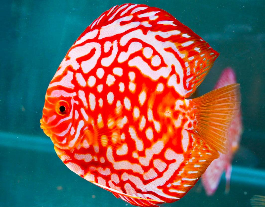 Where Size, Color, and Pattern Define Excellence in Discus