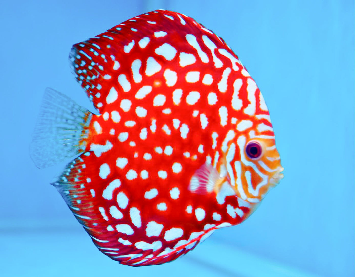 Red Panda Pokadot Checkerboard Discus Fish | Elite Pattern