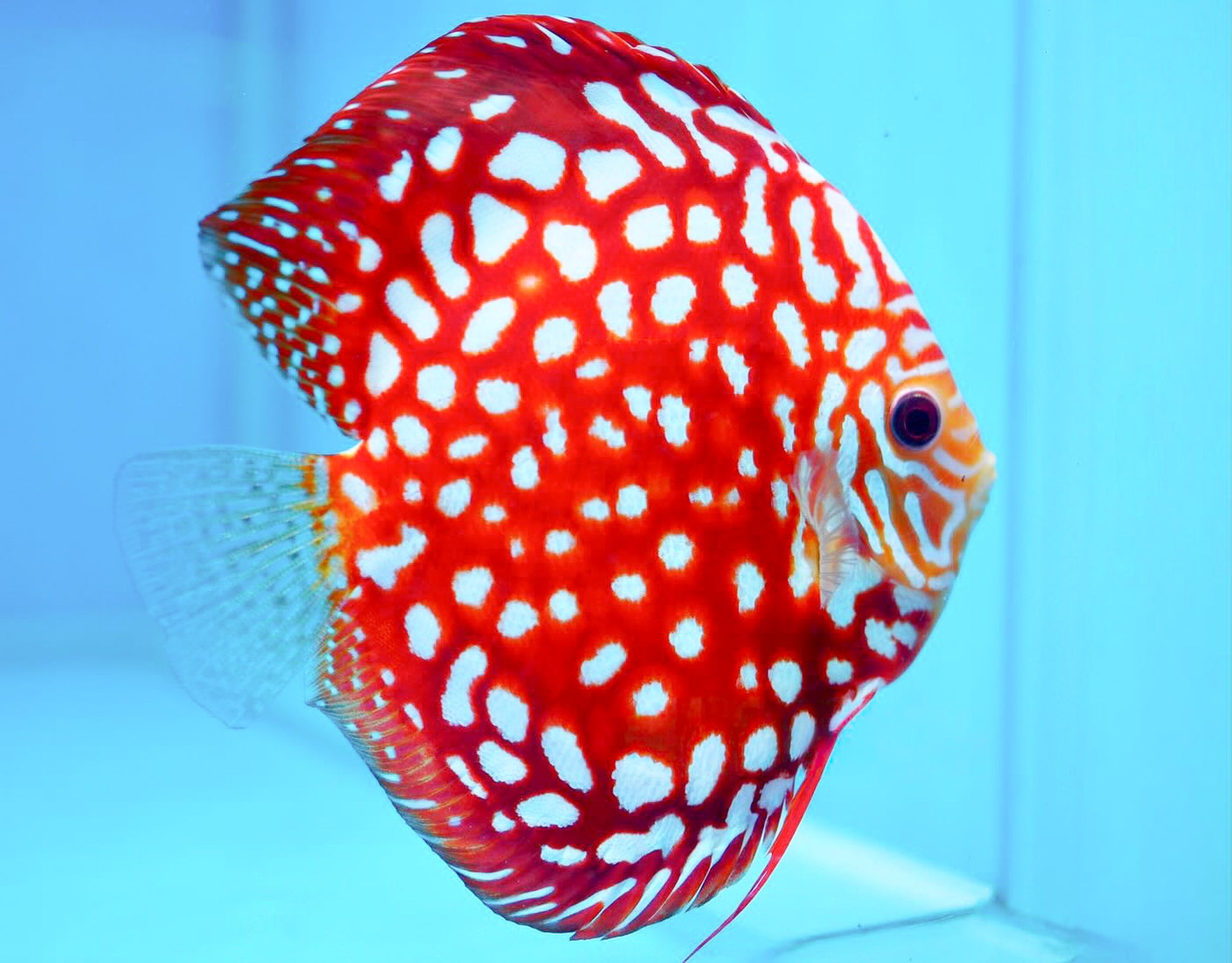 Red Panda Pokadot Checkerboard Discus Fish | Elite Pattern