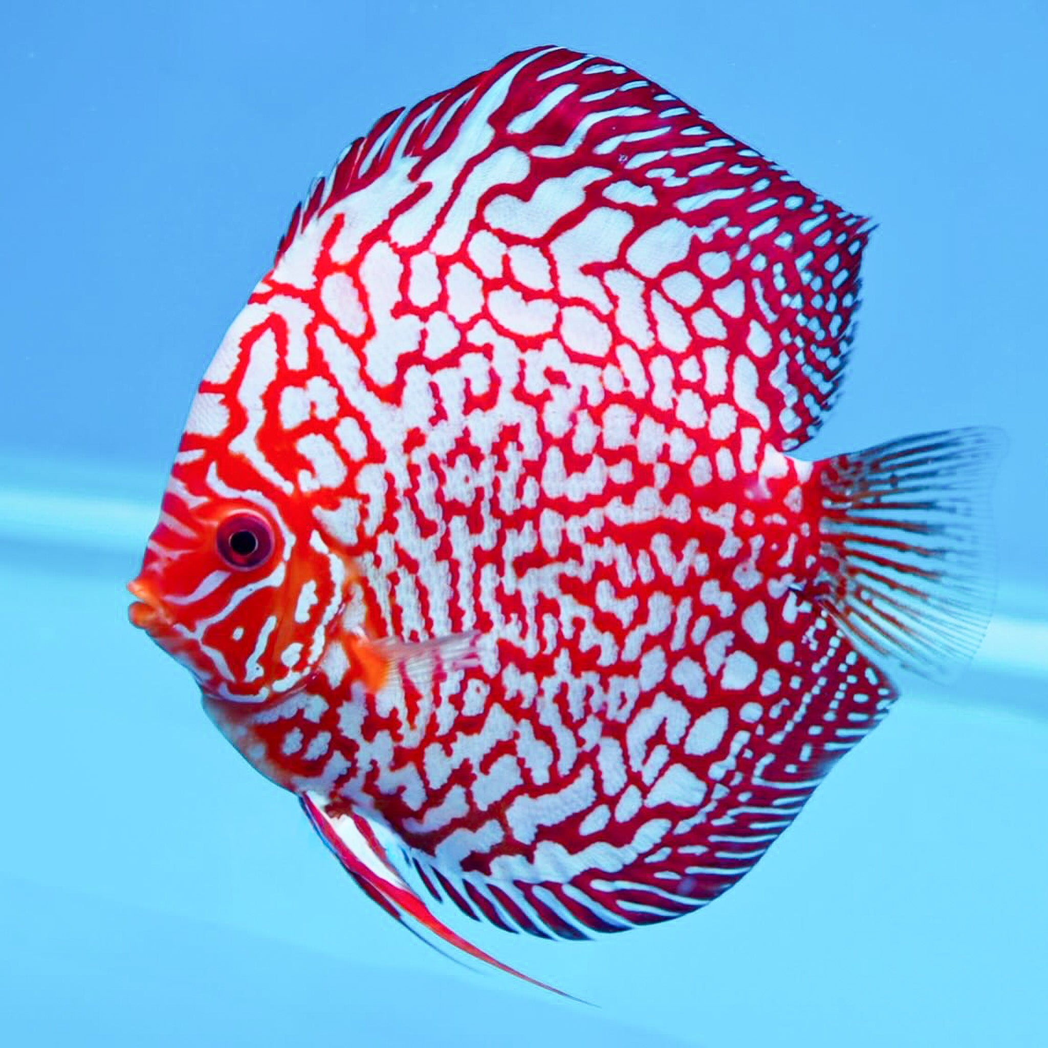 Blue Pigeon Blood Discus