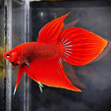 Red Spade Tail Wild Betta Splendens Male