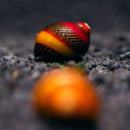 Red Racer Nerite Snail | Striking Red Shell Pattern