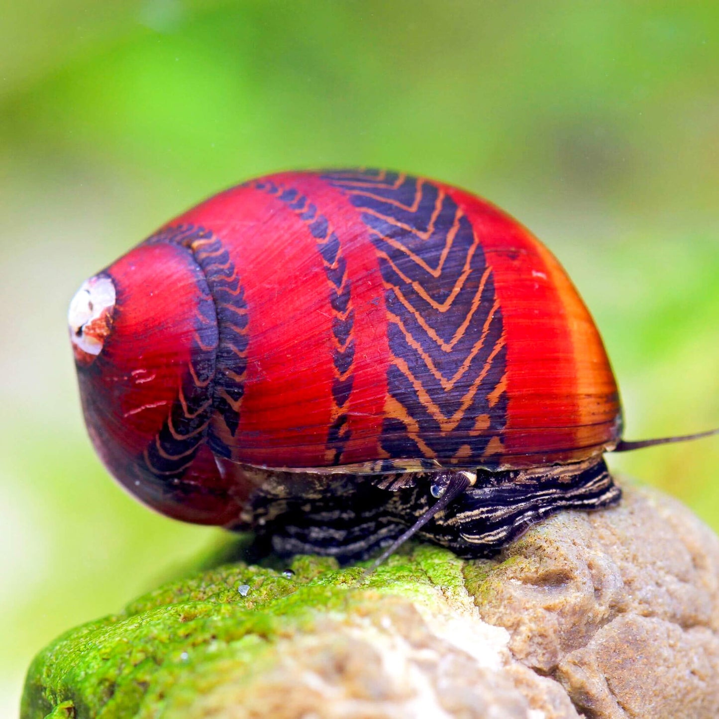Red Racer Nerite Snail | Striking Red Shell Pattern