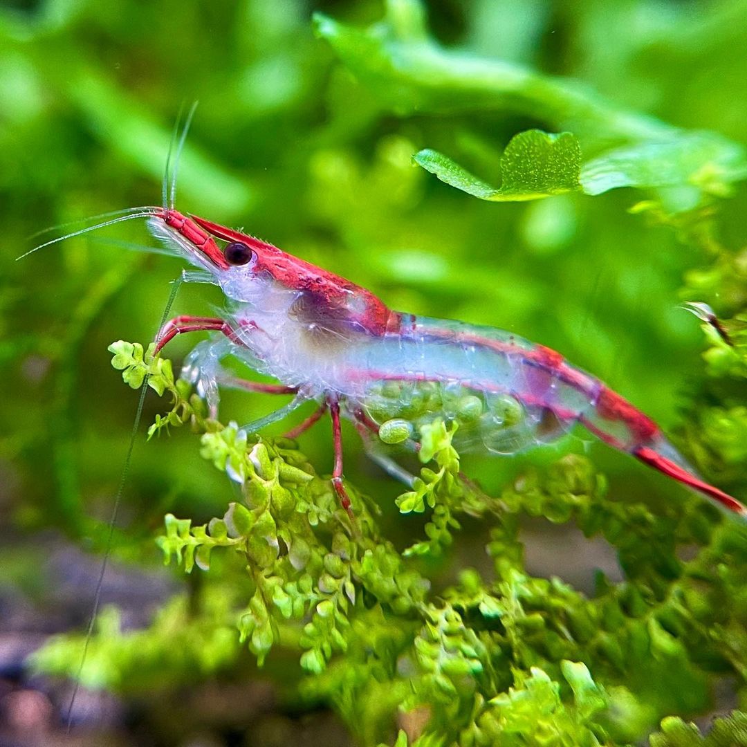 Tropicflow | Red Rili Neocaridina Shrimp