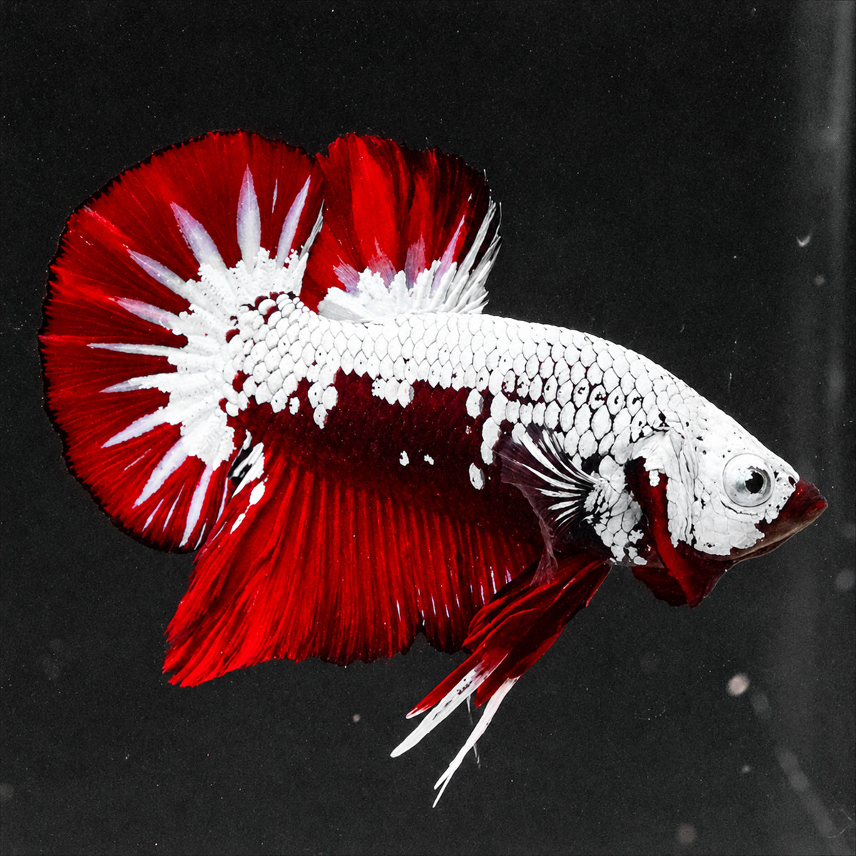 Red Samurai Plakat Male Betta Fish