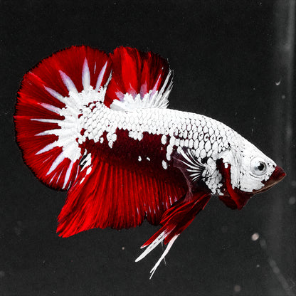 Red Samurai Plakat Male Betta Fish
