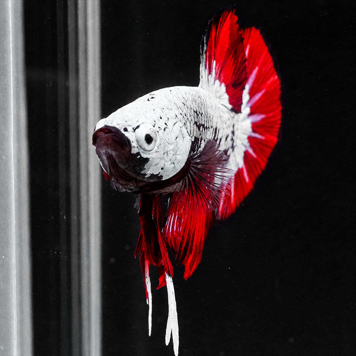 Red Samurai Plakat Male Betta Fish