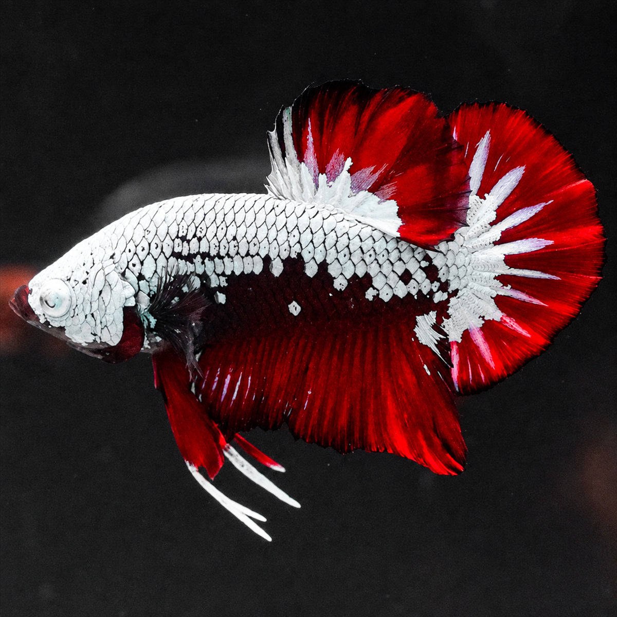Red Samurai Plakat Male Betta Fish