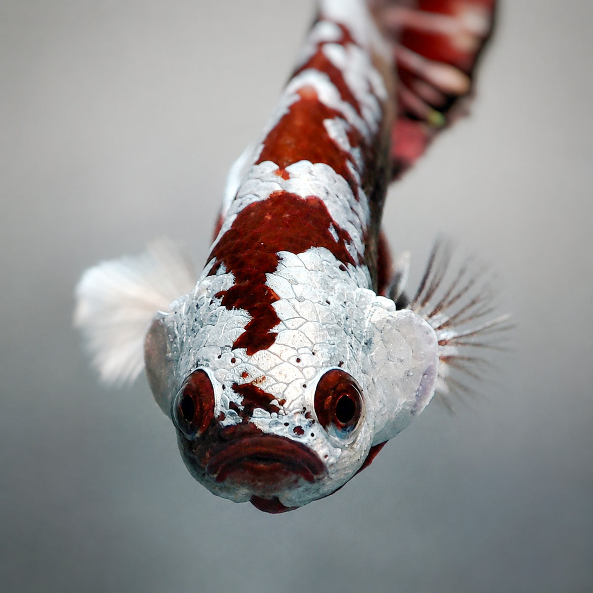 Red Samurai Plakat Male Betta Fish