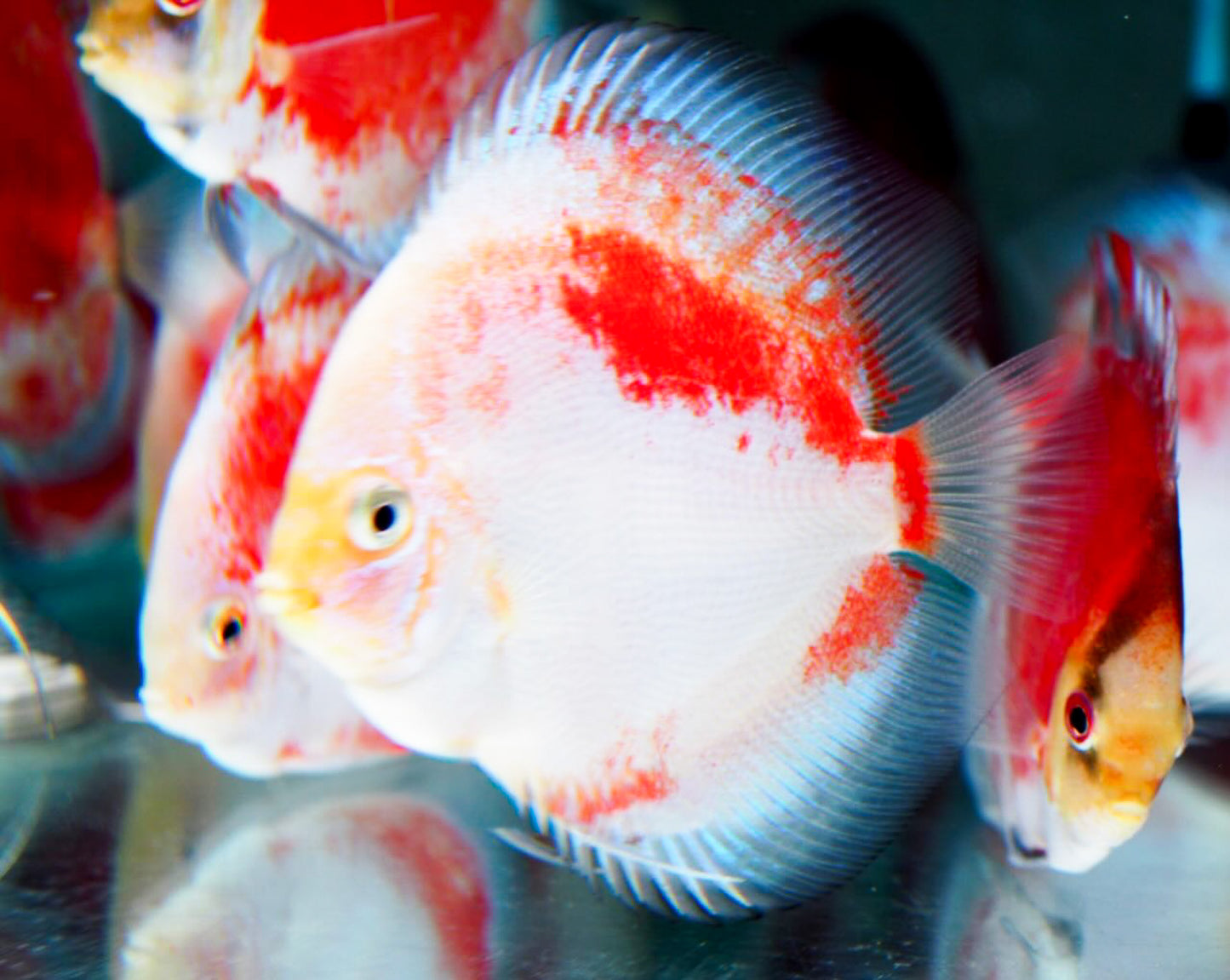 Red Snow Discus Fish | Show-Grade Color | Pre-Order