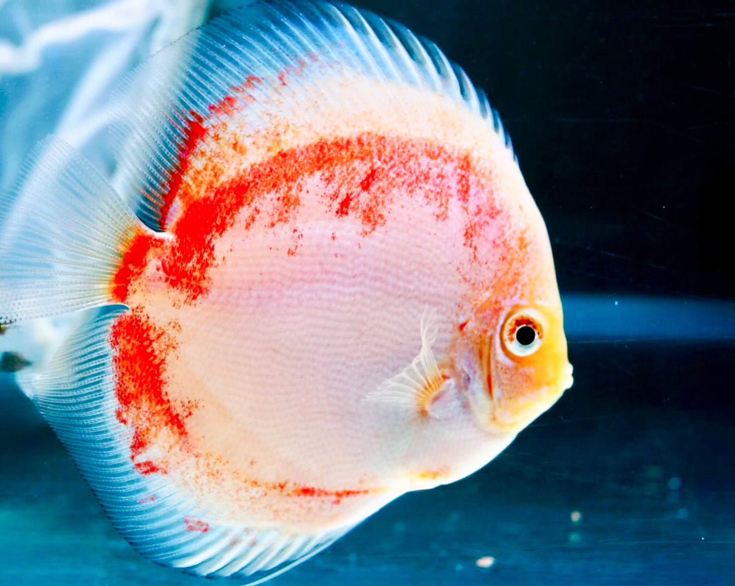 Red Snow Discus Fish | Show-Grade Color | Pre-Order
