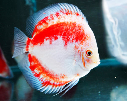 Red Snow Discus Fish | Show-Grade Color | Pre-Order