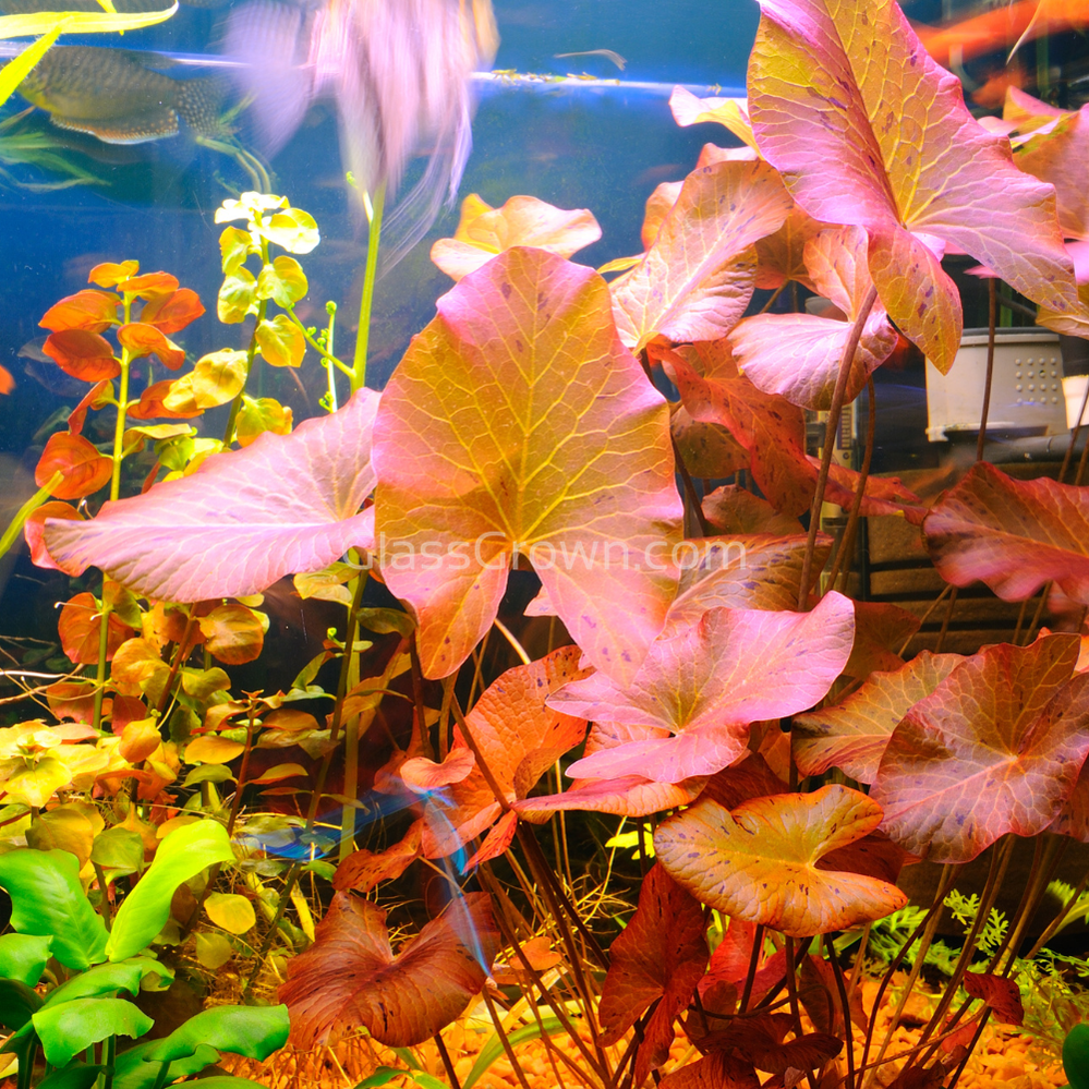 Aquarium Plant Saver Bundle – 12 Full-Size Beauties for Less (High Light, Co2 Required)