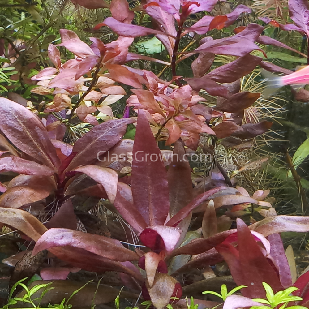 Aquarium Plant Saver Bundle – 12 Full-Size Beauties for Less (High Light, Co2 Required)