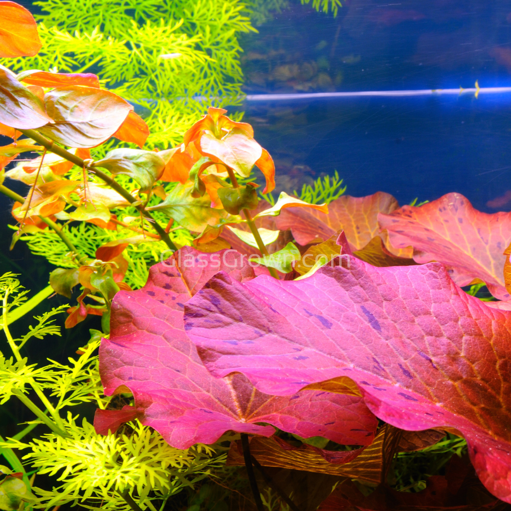 Aquarium Plant Saver Bundle – 12 Full-Size Beauties for Less (High Light, Co2 Required)