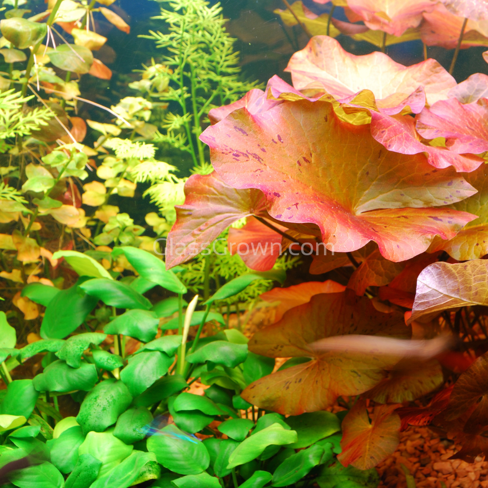 Aquarium Plant Saver Bundle – 12 Full-Size Beauties for Less (High Light, Co2 Required)