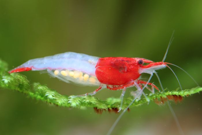Tropicflow | Red Rilli Shrimp