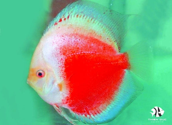 Red White Melon Discus Fish