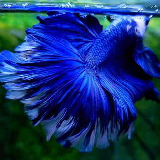 Tropicflow Royal Blue Dumbo Halfmoon Male Betta Fish tropicflow-royal-blue-dumbo-halfmoon-male-betta-fish