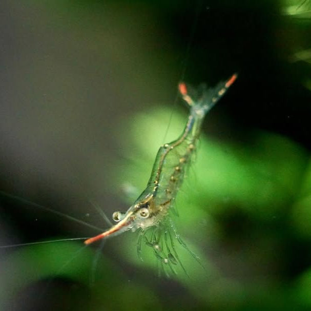 Rudolph Shrimp - The Algae Eating Warrior