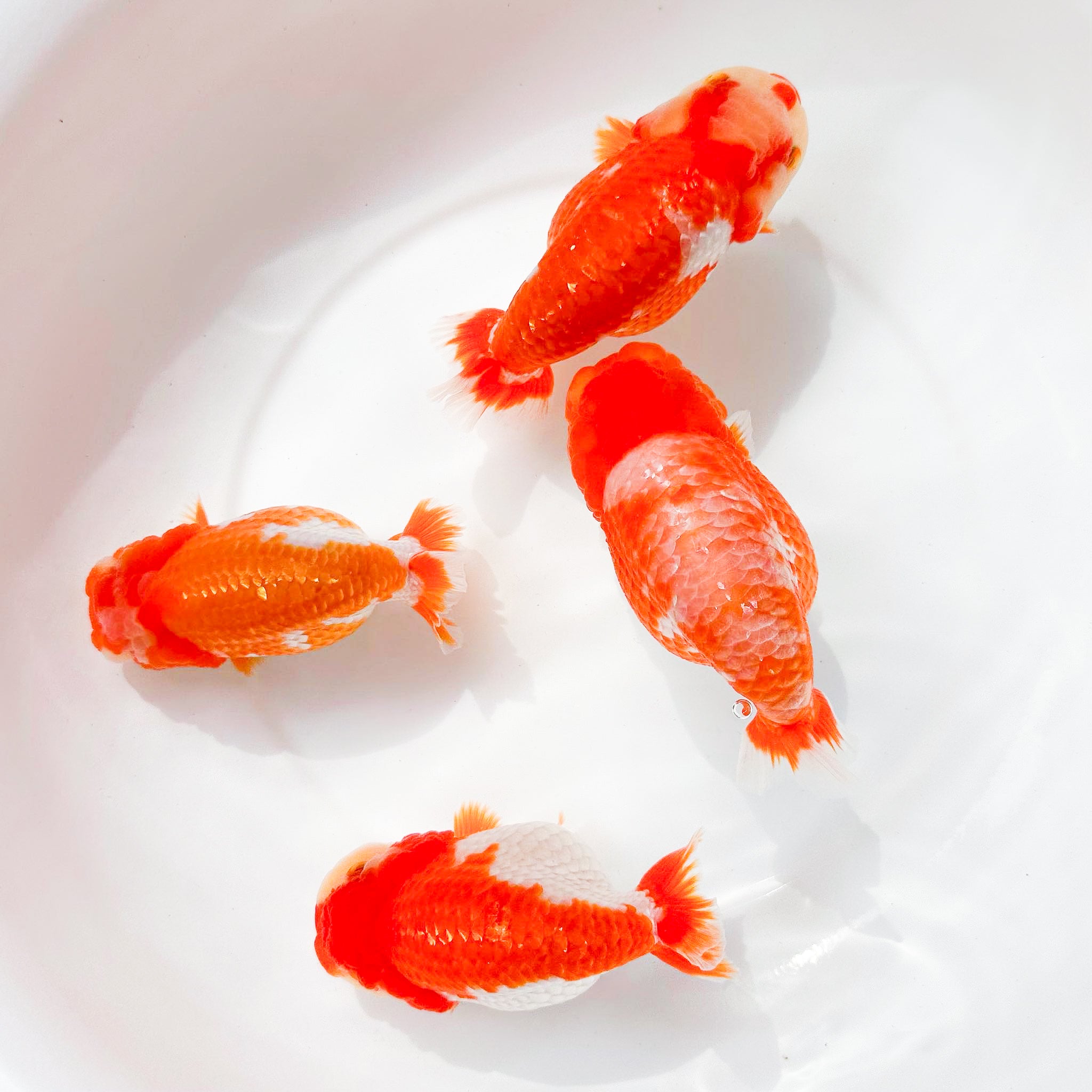 While we will strive to provide you with the finest color variations ...