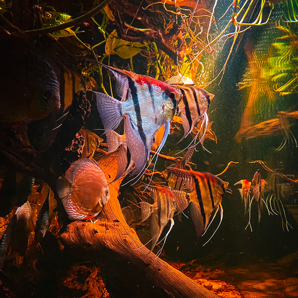 Santa Isabel Angelfish – Rare Wild Angelfish - Main Image