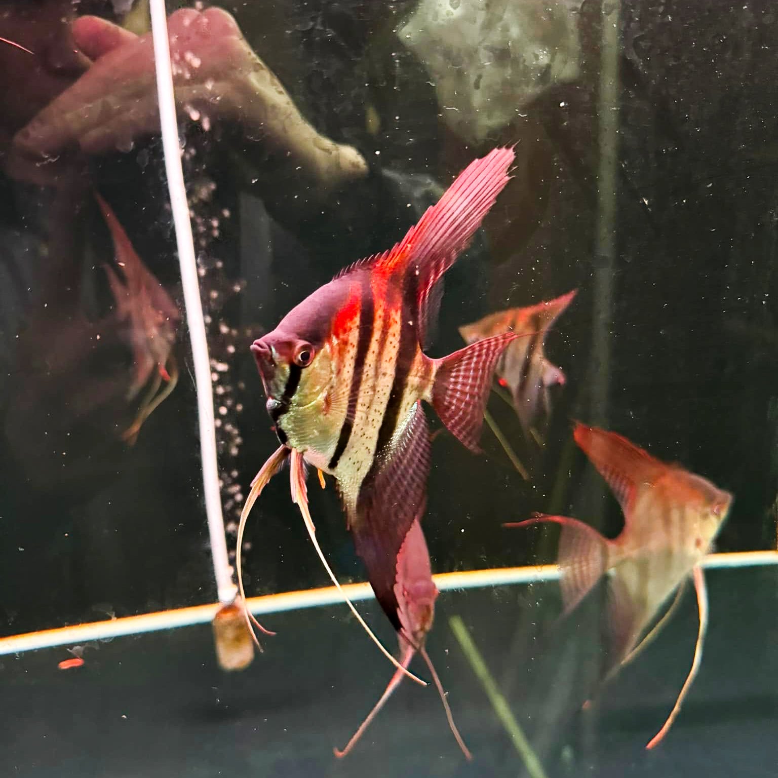 Angelfish Rare Color Identification: Ultimate Guide to Stunning Varieties