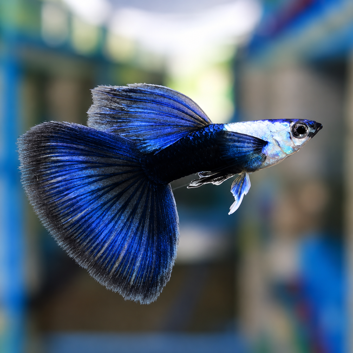 Silverado Half Black Blue Tail Guppy Fish