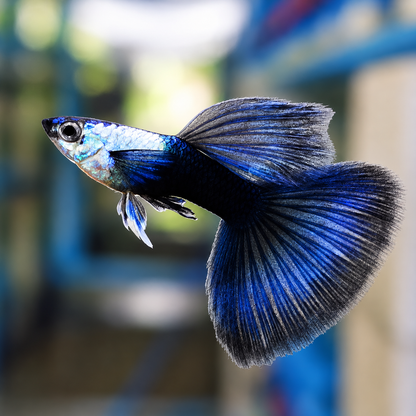 Silverado Half Black Blue Tail Guppy Fish