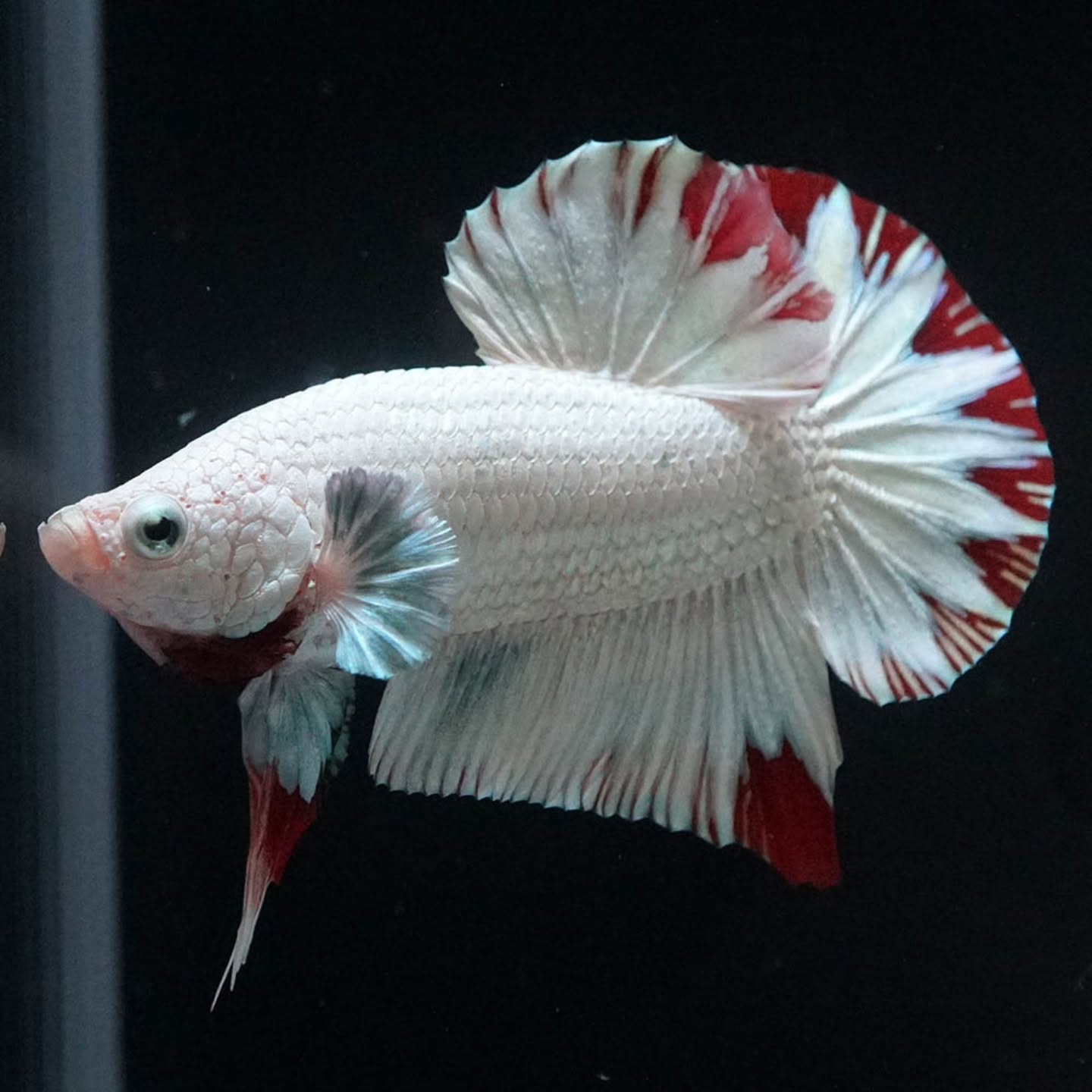 Red Snow Dragon Plakat Male – Premium Betta Fish