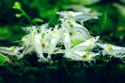Snowball Neocaridina Shirmp