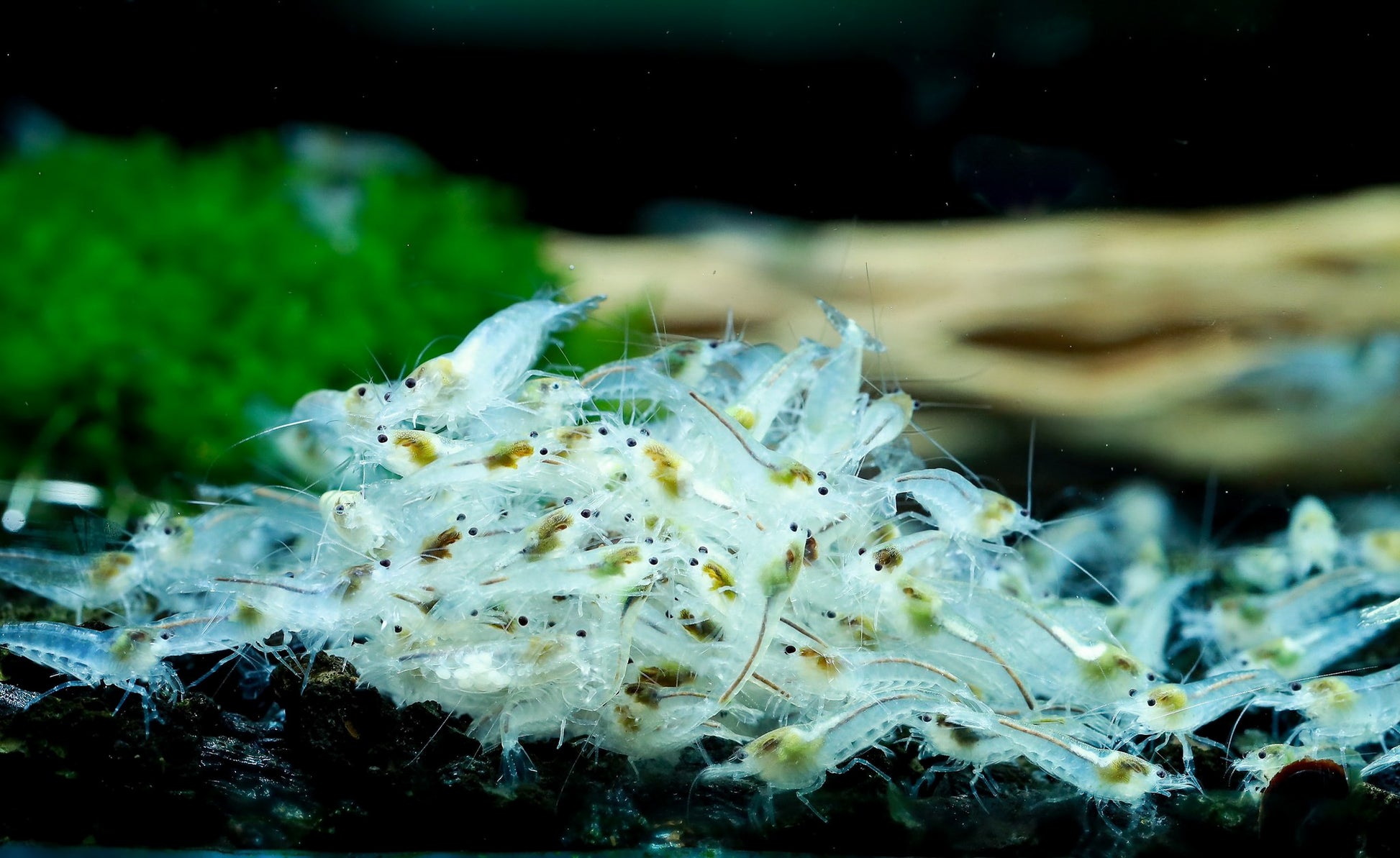 Snowball Neocaridina Shirmp