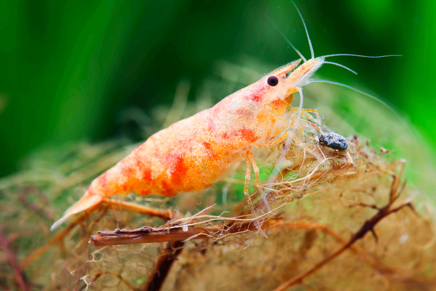 Sunburst Neocaridina Shrimp