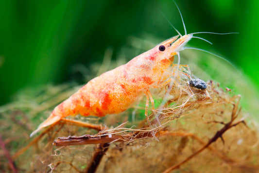 Sunburst Neocaridina Shrimp