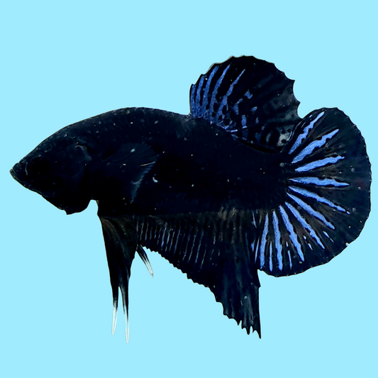 Super Black Plakat Male Betta Fish