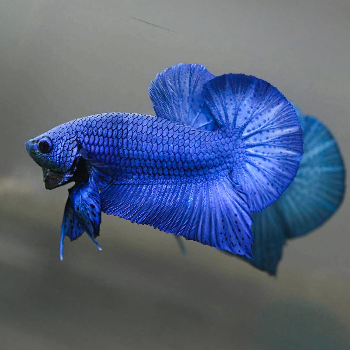 Super Blue Plakat Male Betta Fish