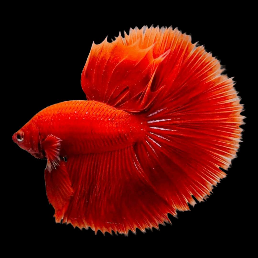 Super Red Halfmoon Male Betta Fish