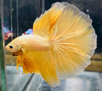 Super Gold Halfmoon Male Betta Fish