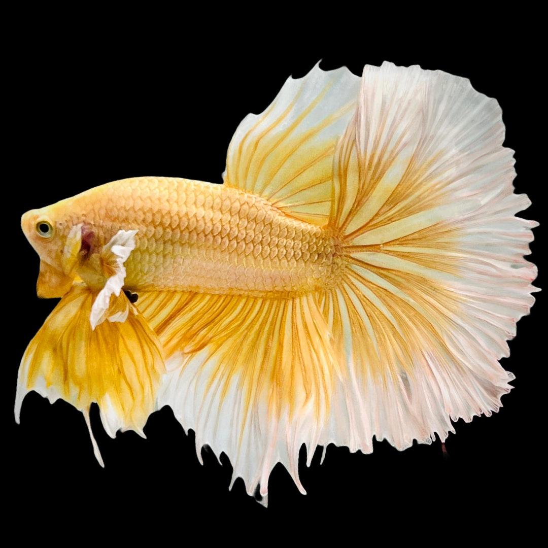 Tropicflow Super Gold Halfmoon Male Betta Fish - Main Image