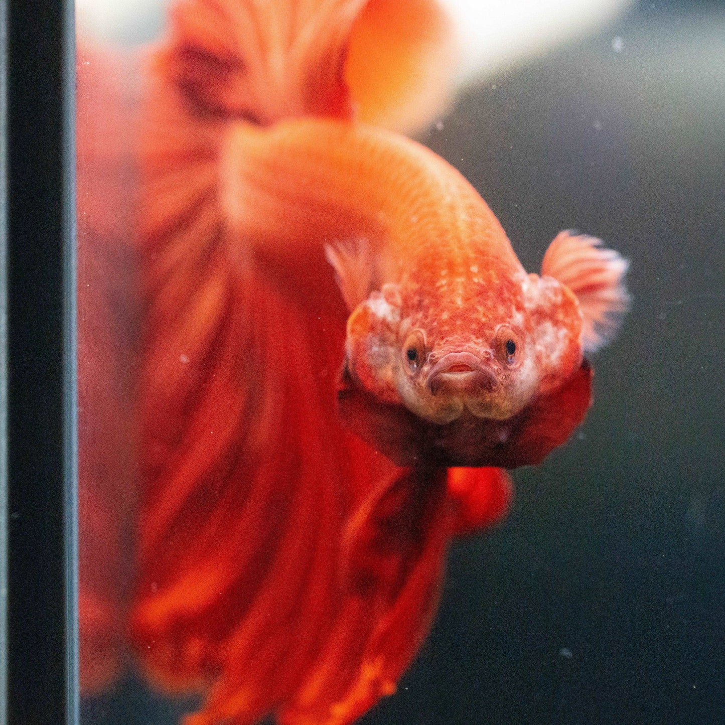 Super Red Halfmoon Male Betta Fish