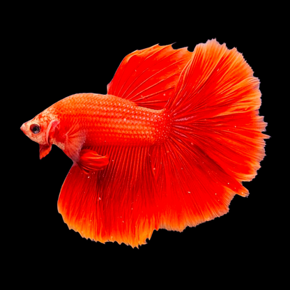 Super Red Halfmoon Male Betta Fish