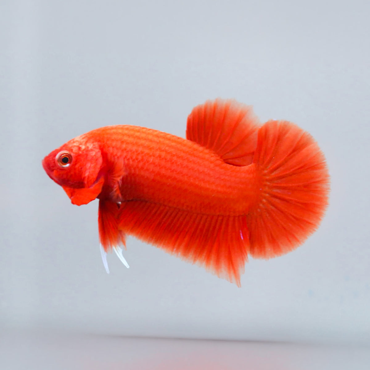 Super Red Plakat Male Betta Fish