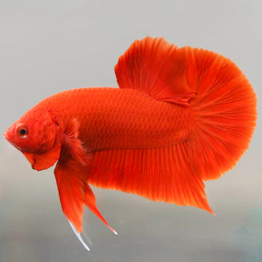 Super Red Plakat Male Betta Fish
