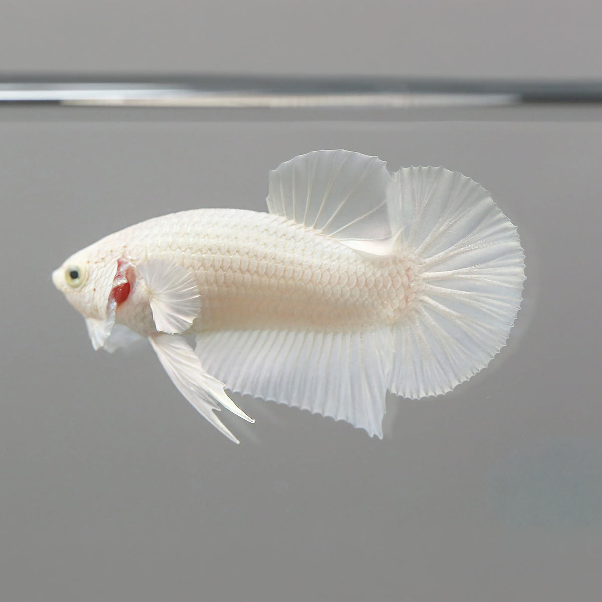 Super White Plakat Male Betta Fish