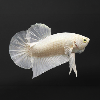 Super White Plakat Male Betta Fish
